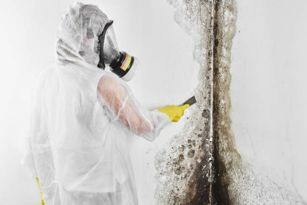Reliable Josephine, TX Mold Removal Solutions