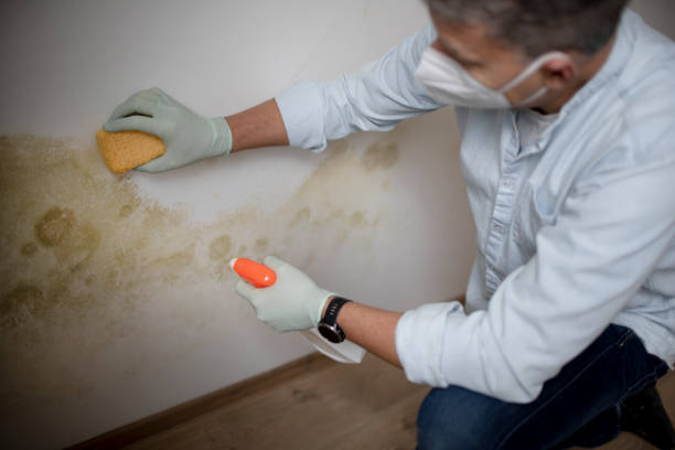 Best Attic Mold Removal  in Josephine, TX